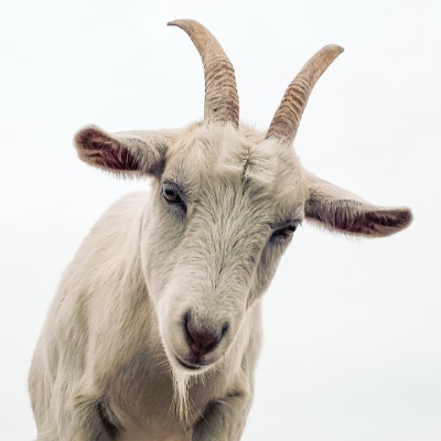 curiously@mastodon.au