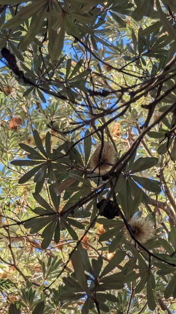Banksia branches and canopy seen against the blue sky 