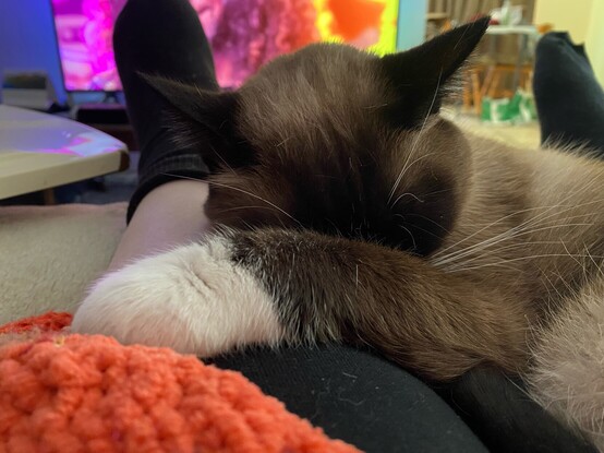 A sleepy Siamese cat resting her white paw and head on her human mum’s leg.