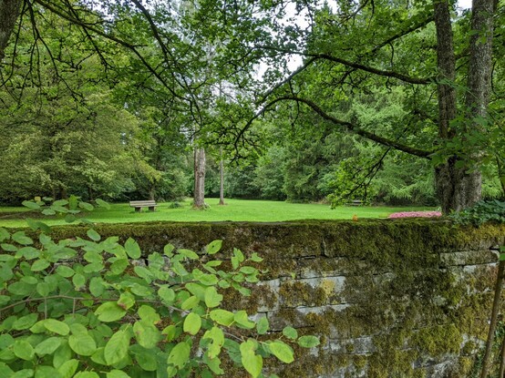 A special woodland I will find my dad in one day 