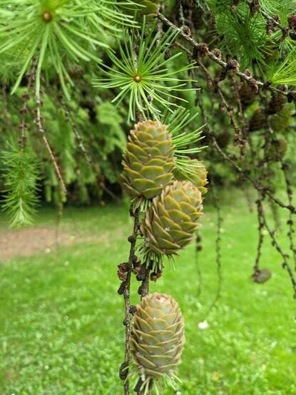 Parkland setting with cones hanging off a tall conifer