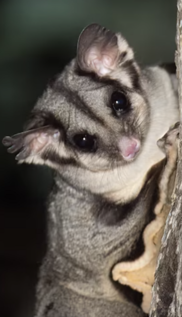 Glider sitting on side of tree 