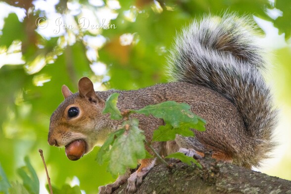 Squirrel on a branch of a tree, huge nut in its mouth, and a bushy tail folded up its back.