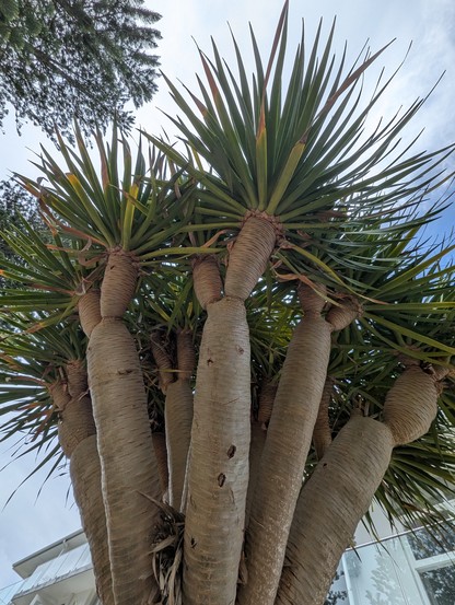 Huge dragon tree palm  seen against the afternoon aky