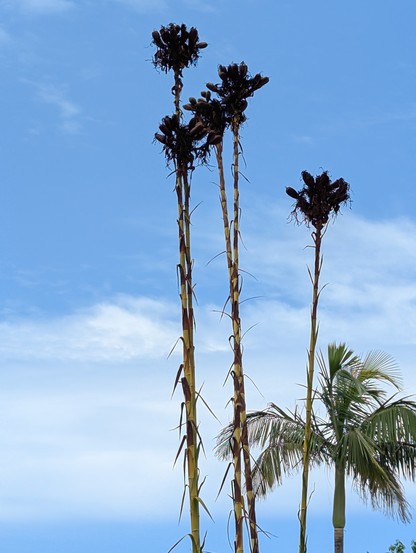 Tall Gymea lilies out of bloom 