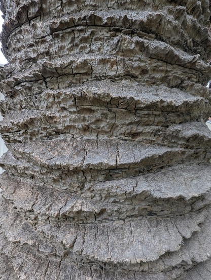 Close-up of a palm tree trunk showing the gnarly remnants of former leaves