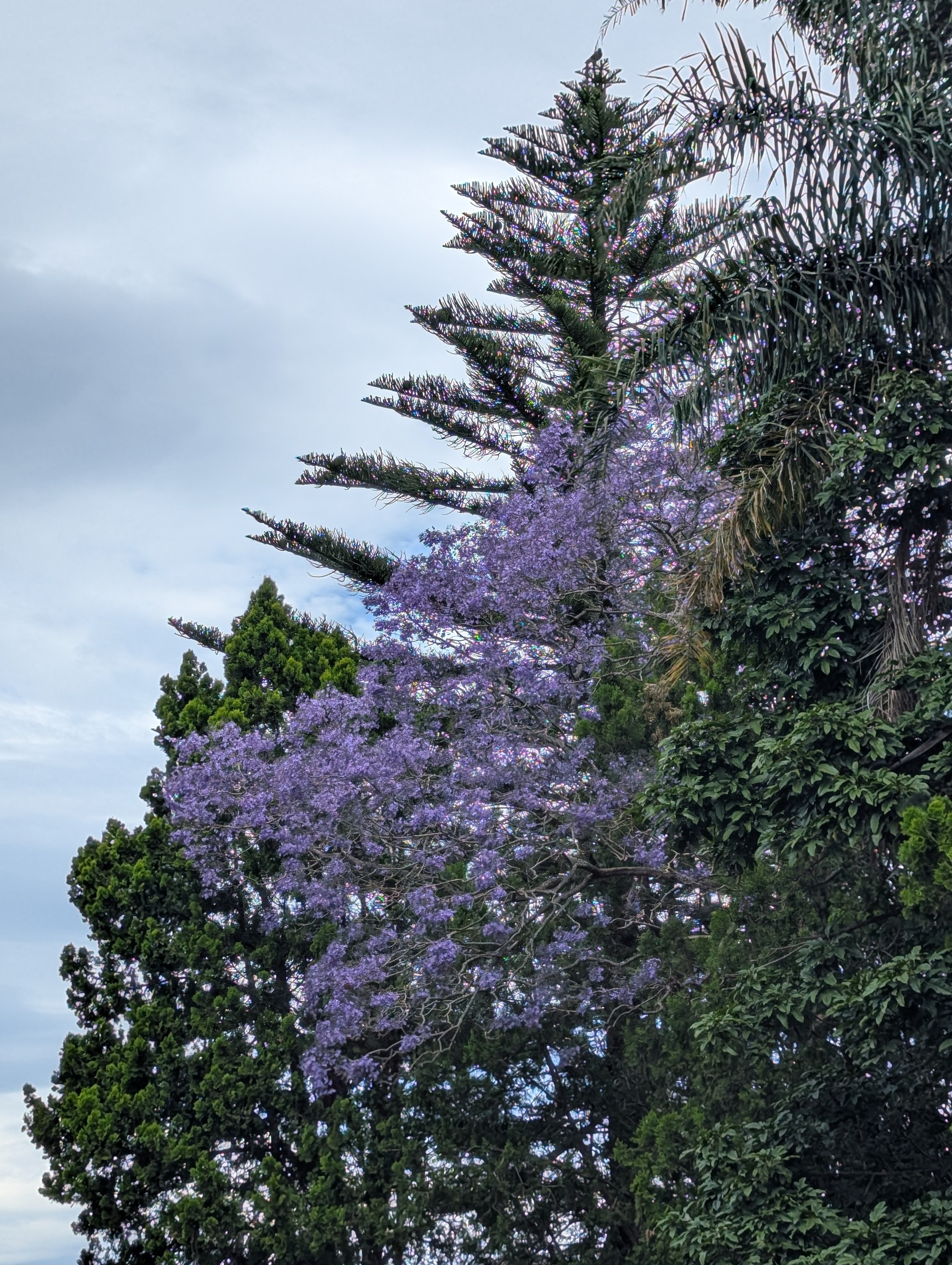 Huge jacaranda tree starting to bloom in purple in front a similar shaped but larger dark green Norfolk pine tree making a nice frame against a hazy bright sky