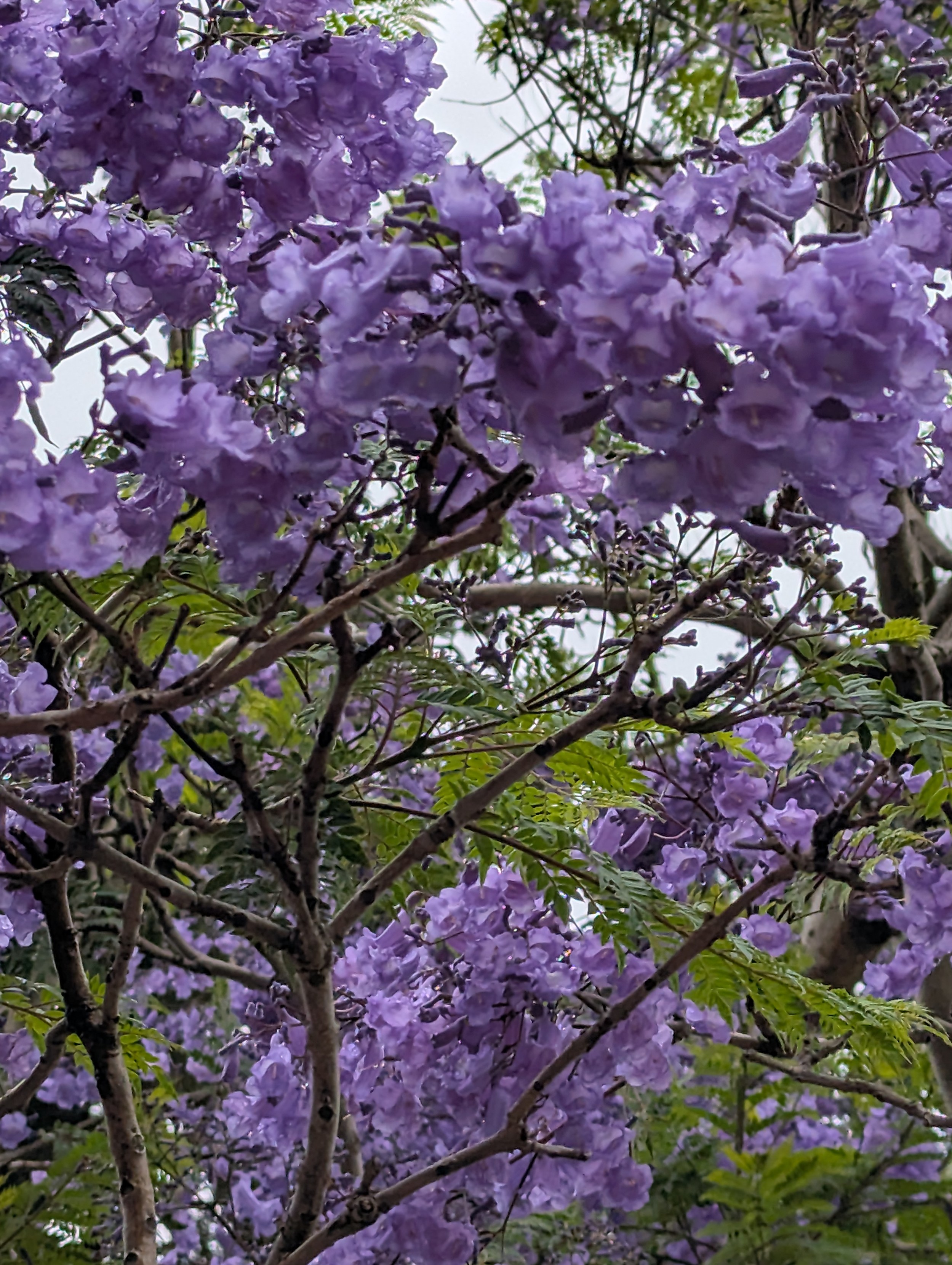 Jacaranda tree in full purple bloom