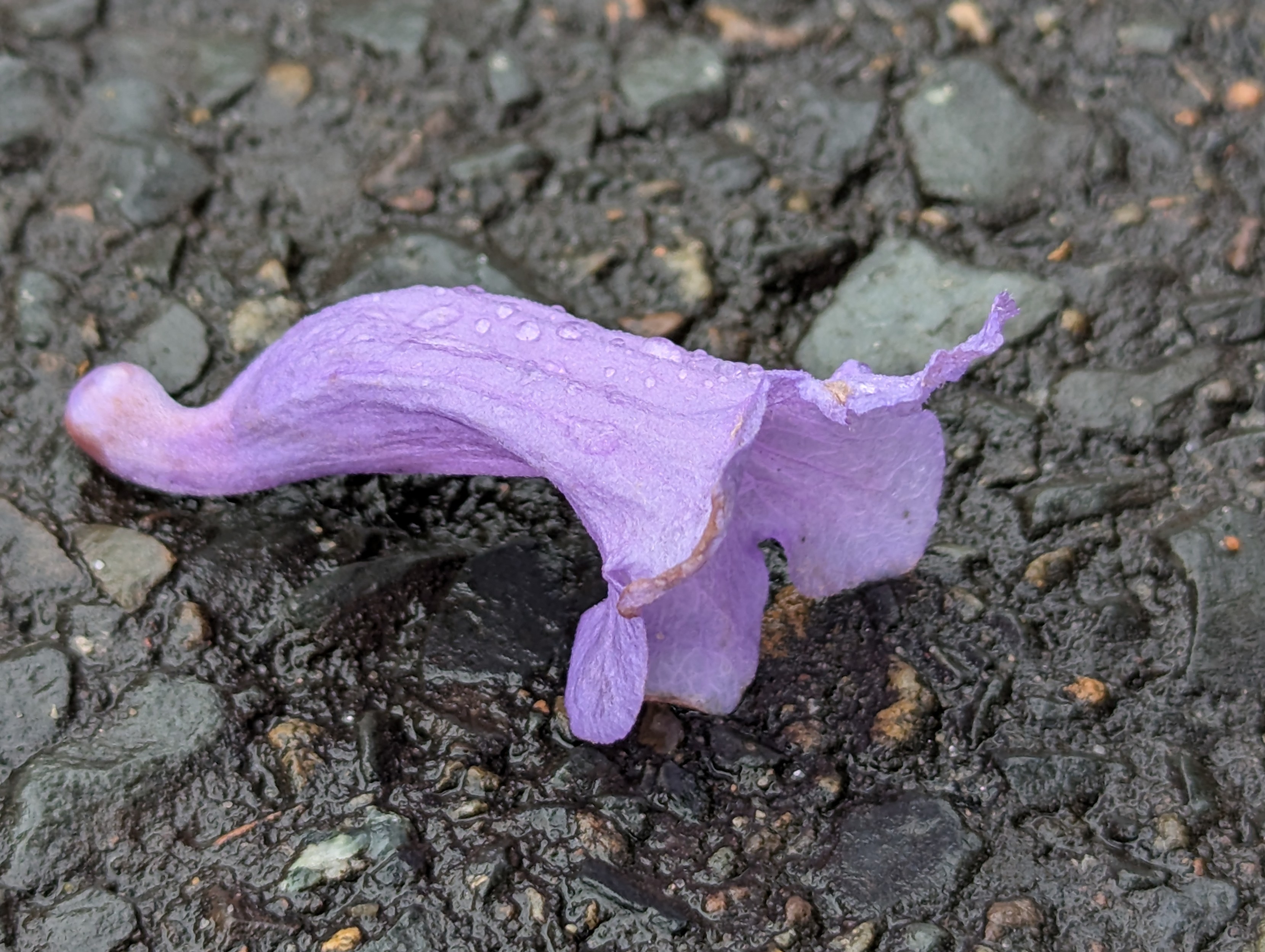 Jacaranda purple bloom on a black wet asphalt background