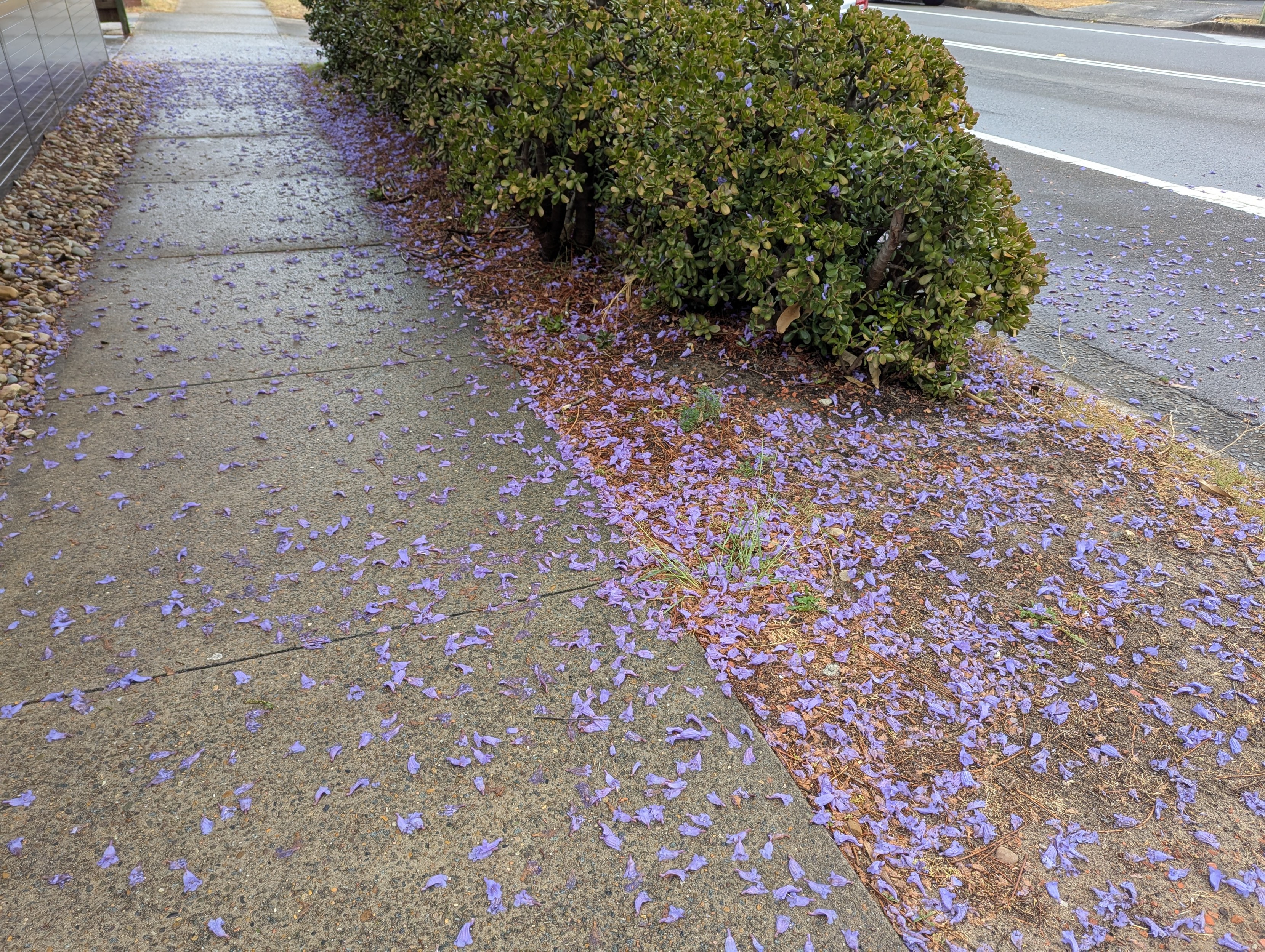 Jacaranda purple blooms covering an entire street corner footpath