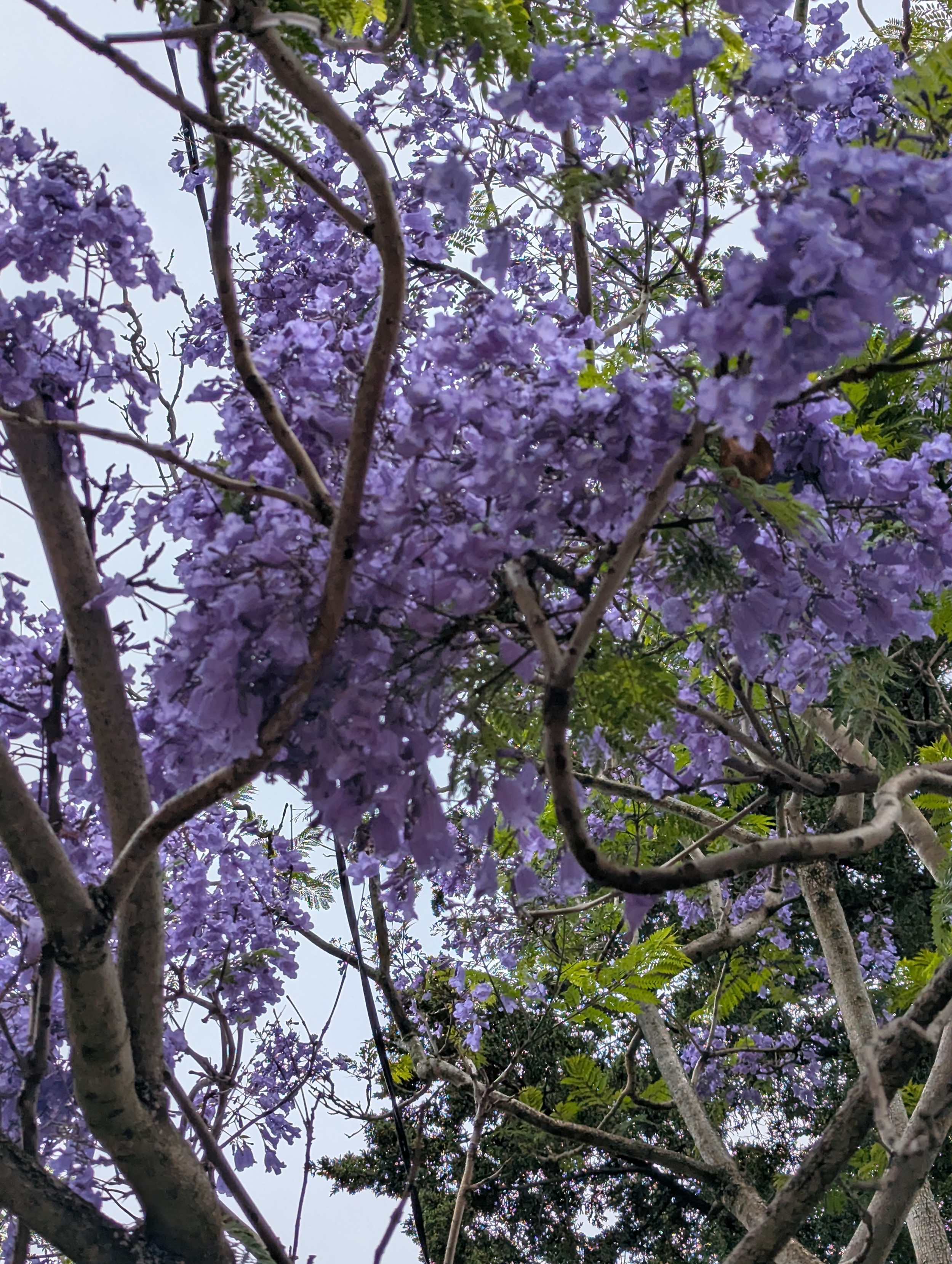 Jacaranda tree in full purple bloom