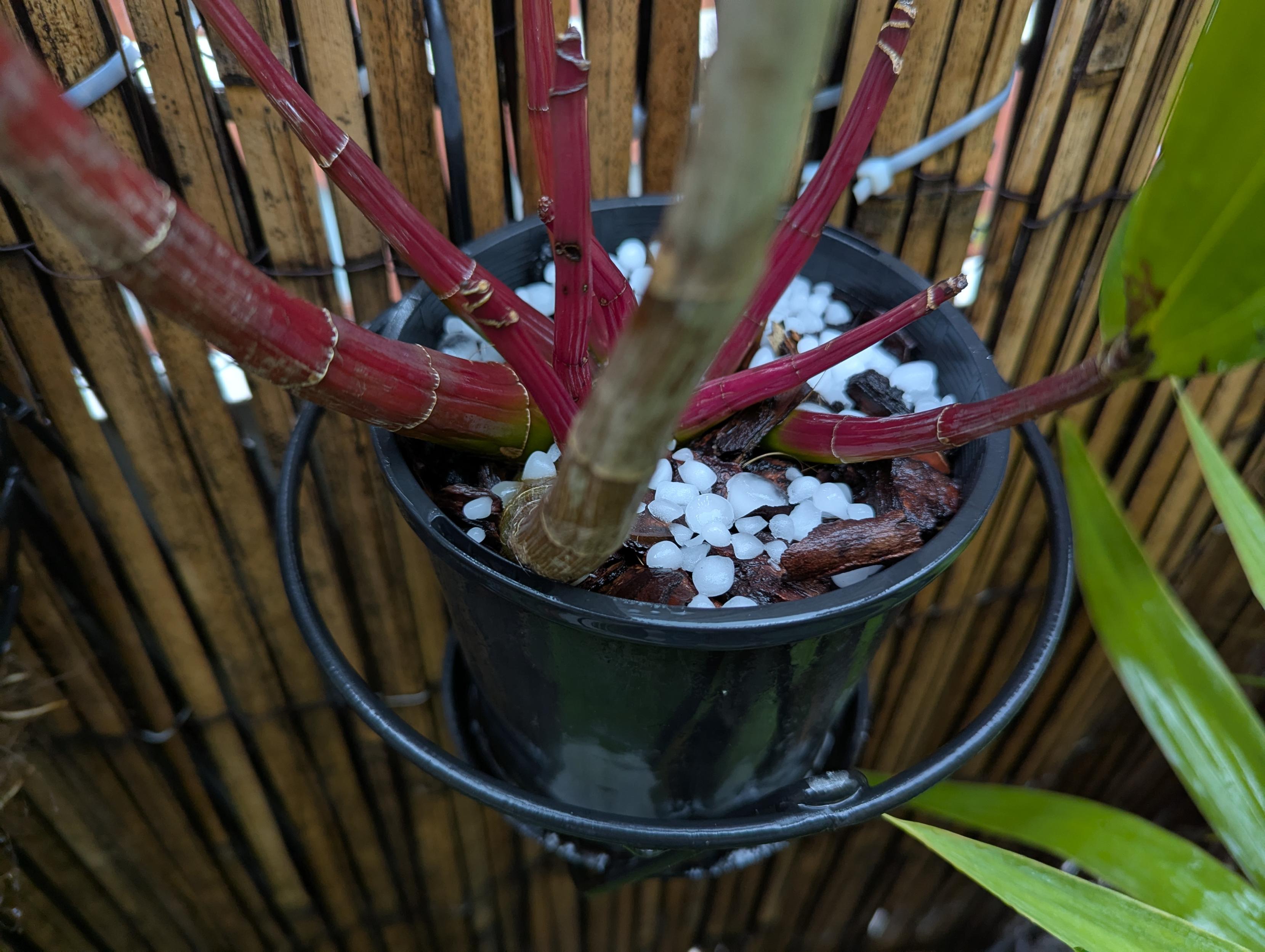 Hail covering the top of my orchid pot