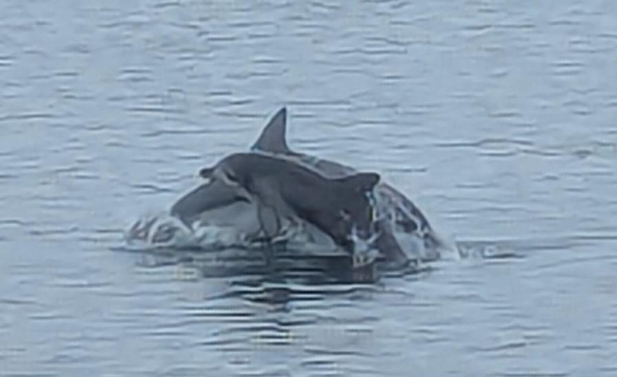 A dolphin baby swimming with its mum