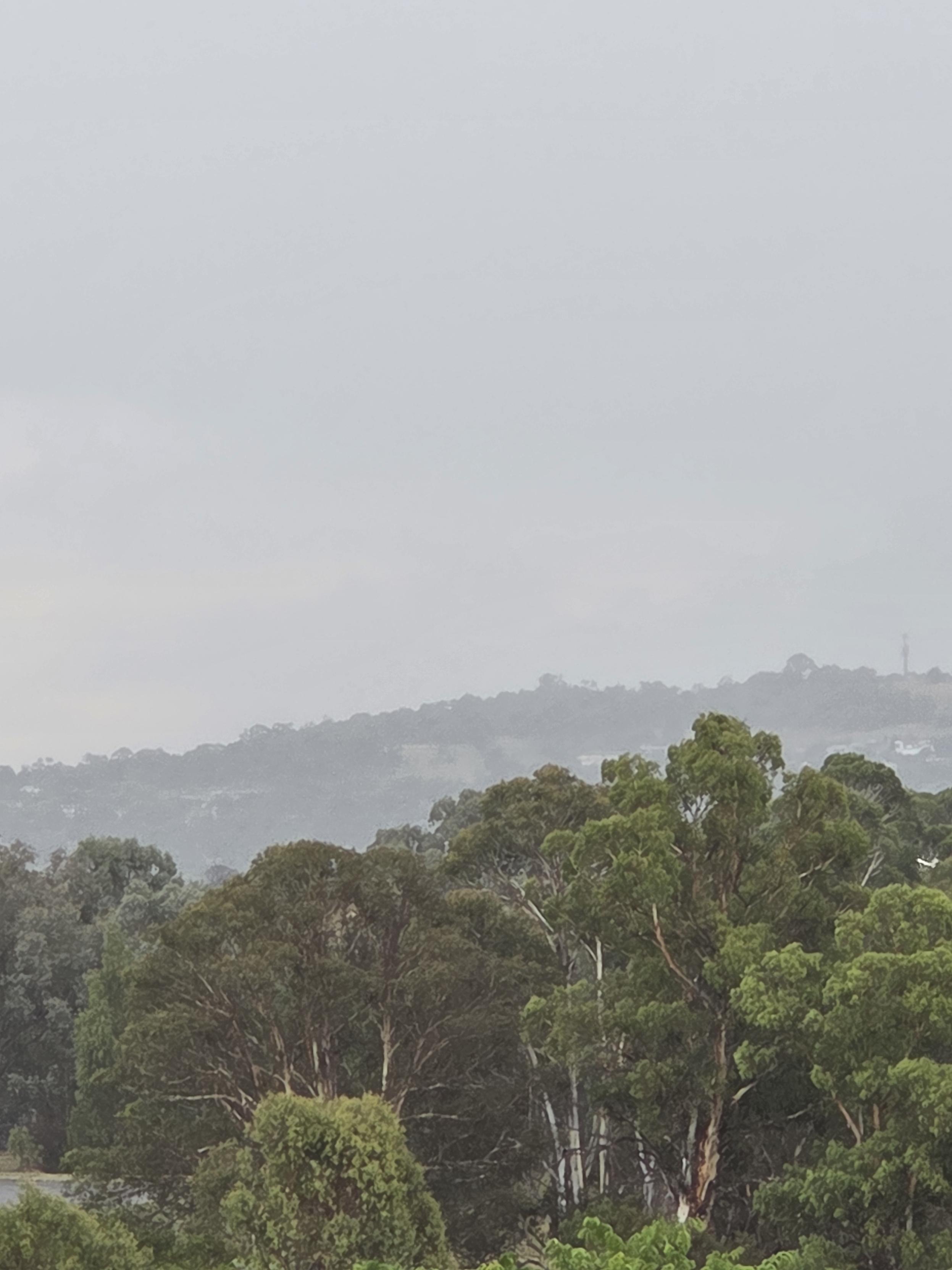 Skyline grey with rsin, dripping gum trees in foreground.