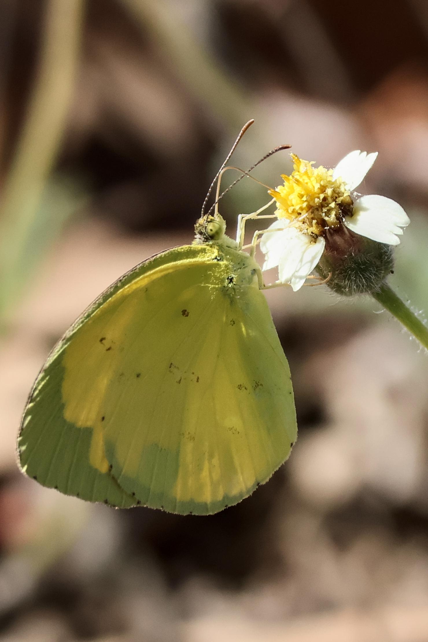 Little yellow butterfly which I see often up and down the east coast. Usually always moving and quite shy, so hard to photograph. Captured with Canon R10 and RF100-400 lens.