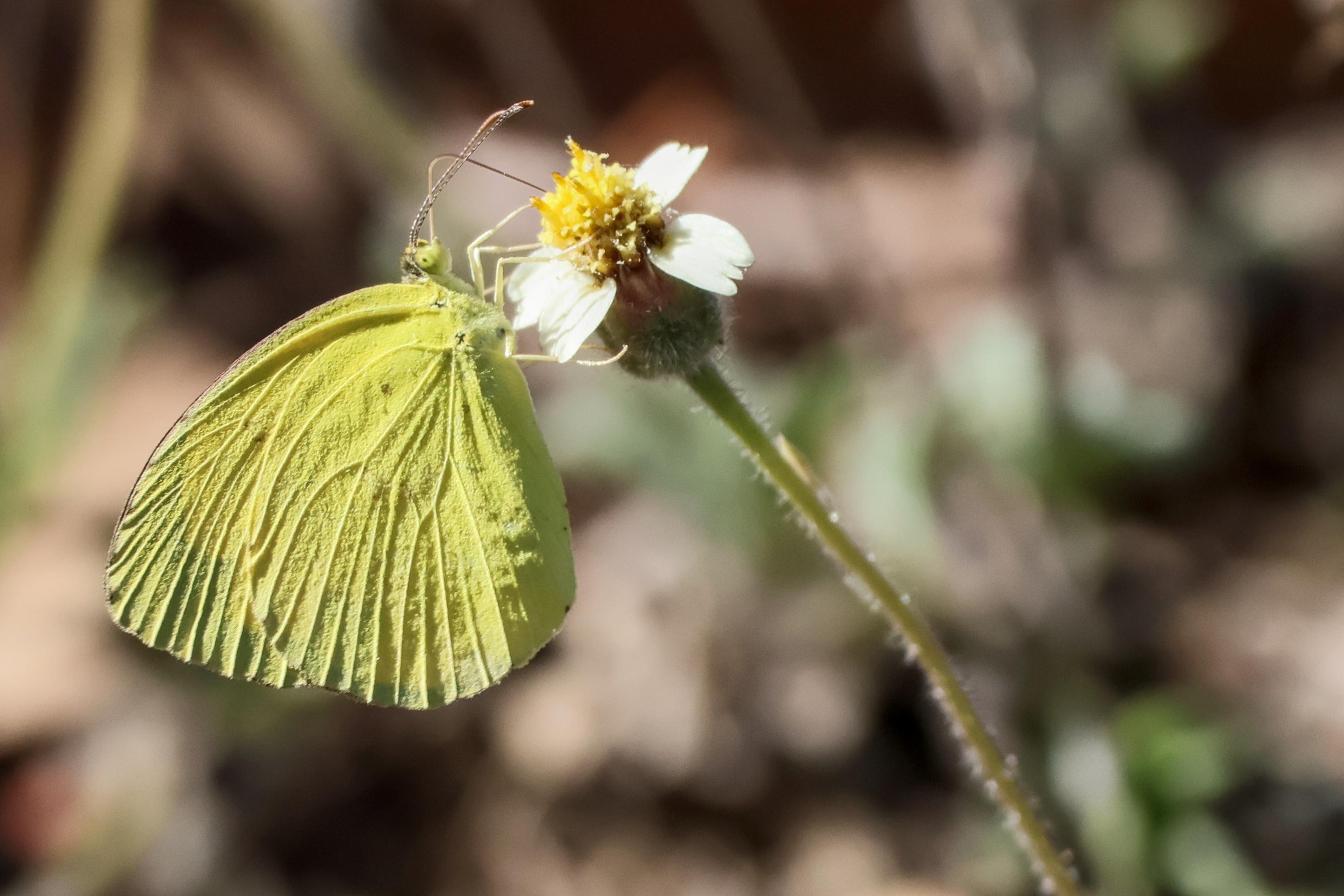 Little yellow butterfly which I see often up and down the east coast. Usually always moving and quite shy, so hard to photograph. Captured with Canon R10 and RF100-400 lens.