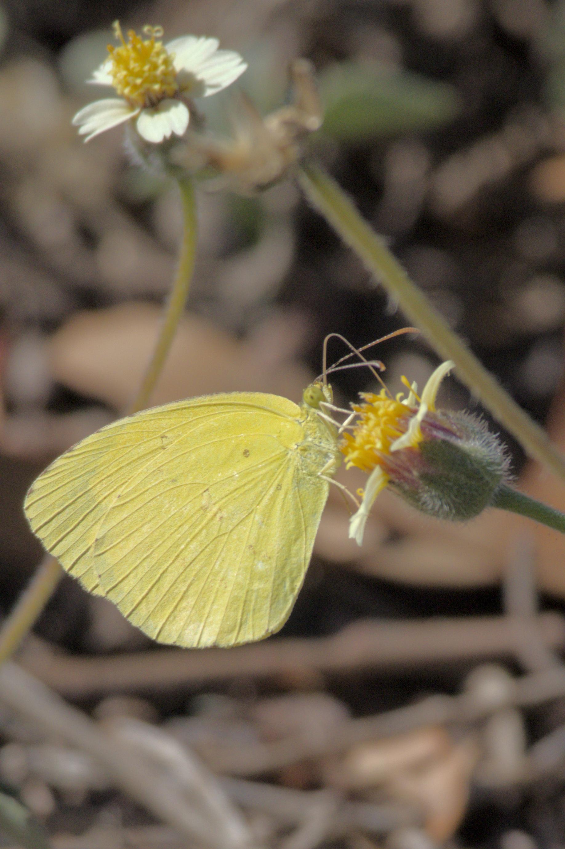 Little yellow butterfly which I see often up and down the east coast. Usually always moving and quite shy, so hard to photograph. Captured with Canon R10 and RF100-400 lens.