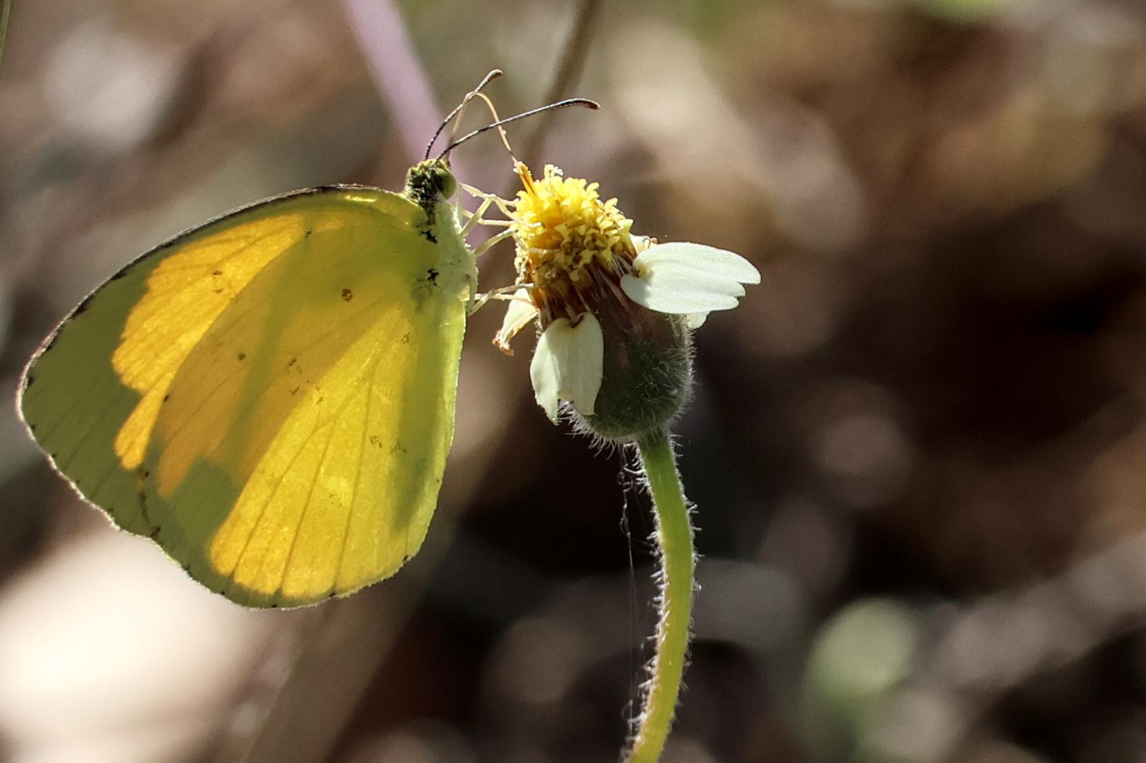Little yellow butterfly which I see often up and down the east coast. Usually always moving and quite shy, so hard to photograph. Captured with Canon R10 and RF100-400 lens.
