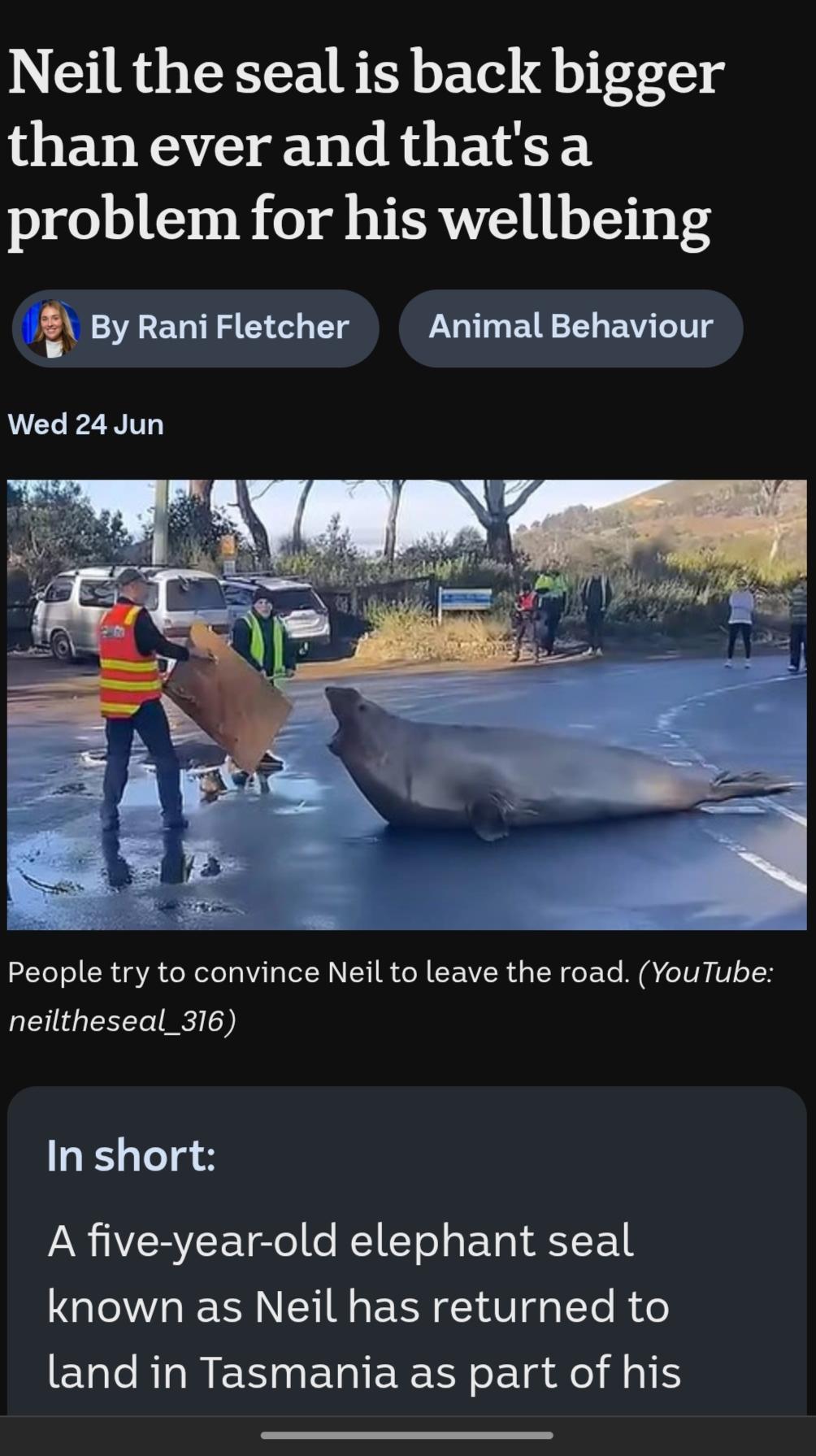 Neil the seal, blocking roads in Tasmania.