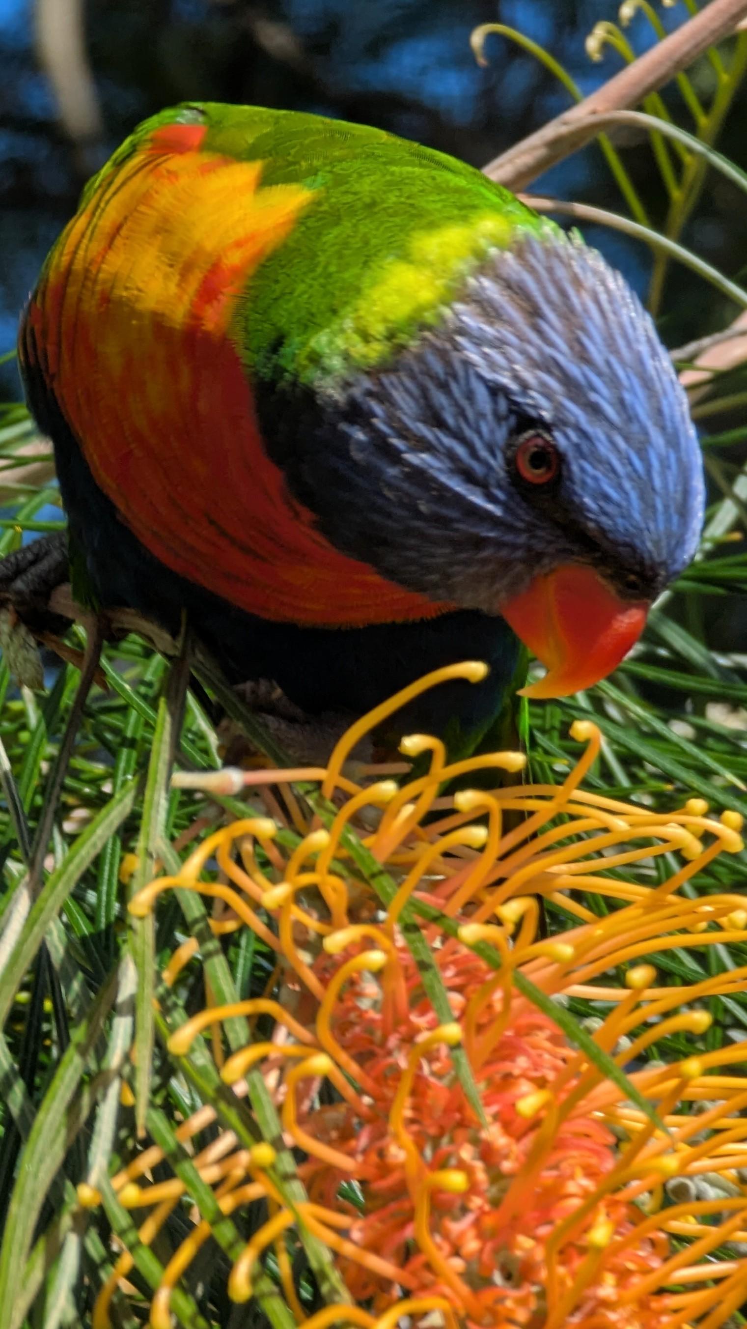 On a public green strip a huge orange blooming grevillea with a rainbow lorikeet hanging out of it kinda caught having lunch looking straight at me
