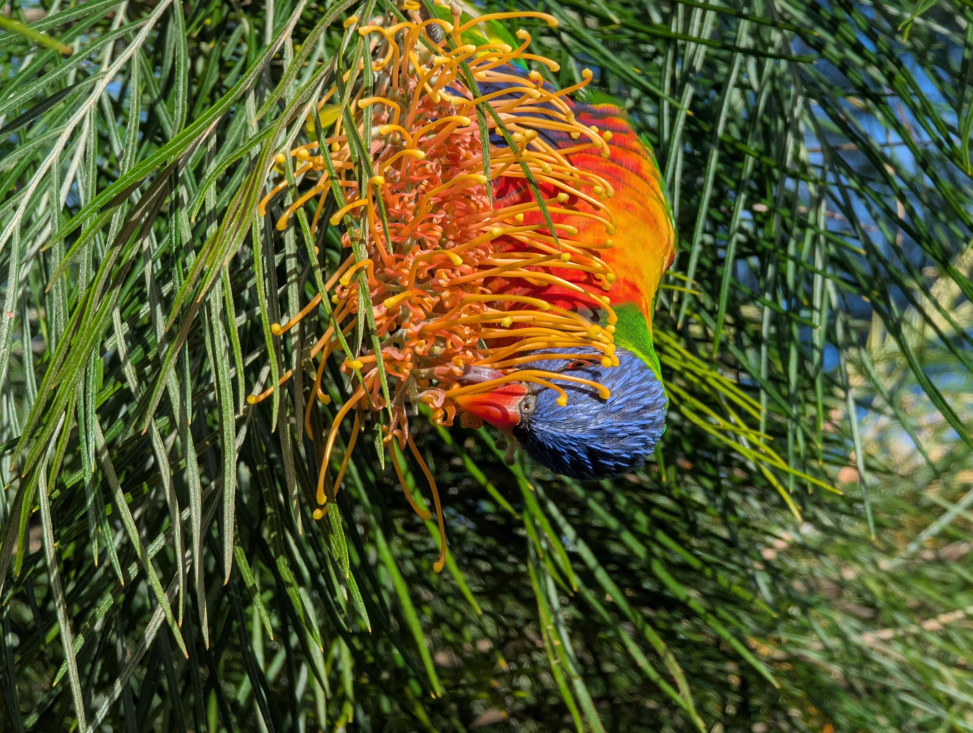 Rainbow lorikeet hanging out an orange blooming grevillea having lunch from its nectar