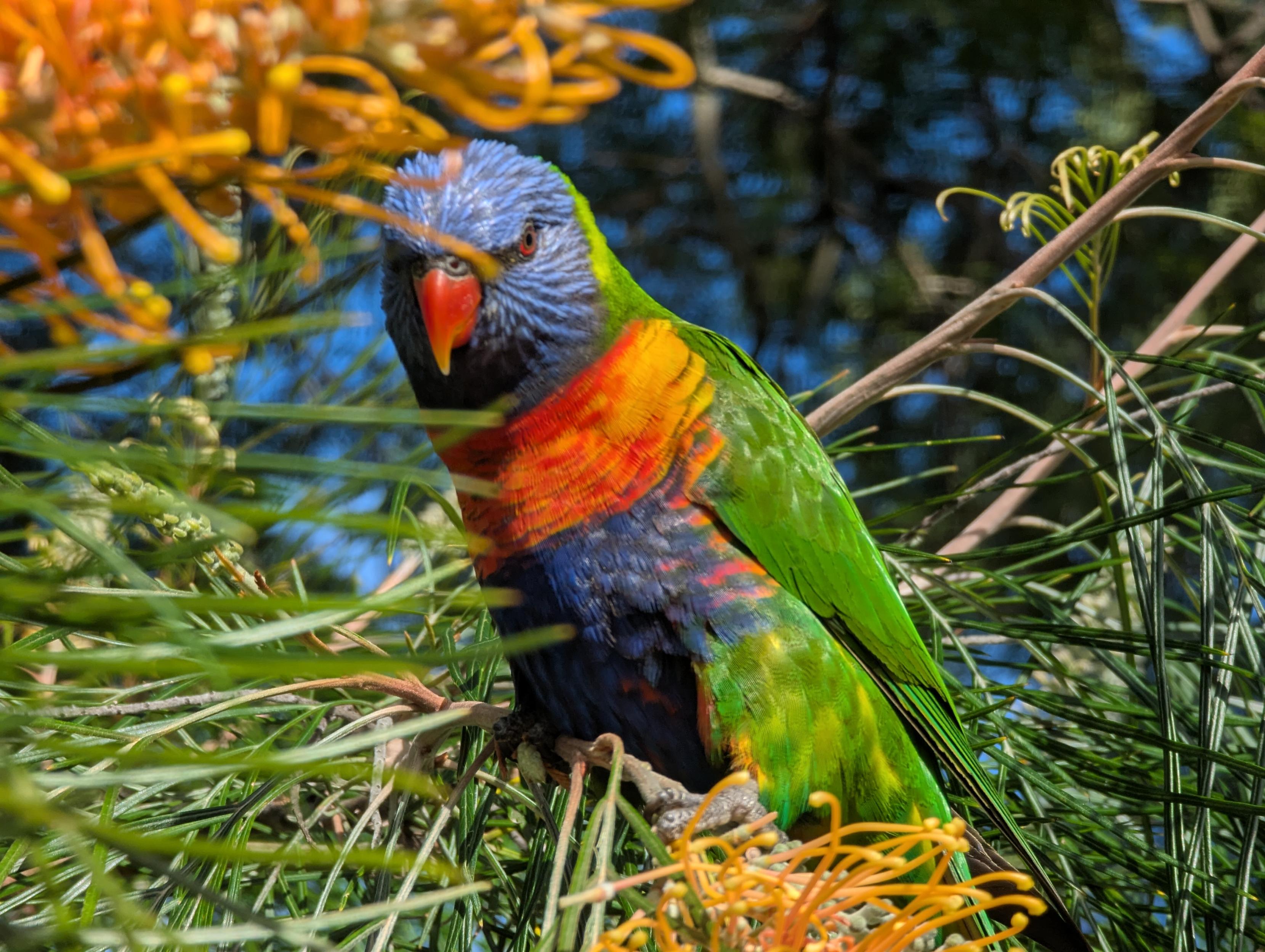 Rainbow lorikeet rummaging an orange blooming grevillea looking at me looking at them