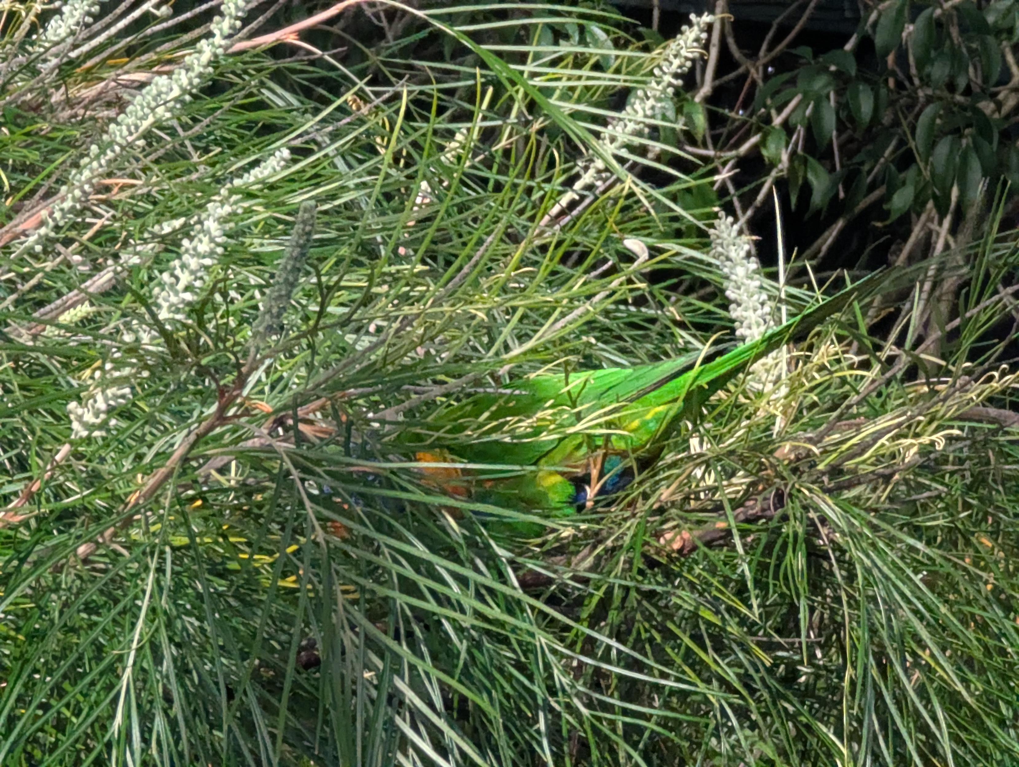 Rainbow lorikeet disappeared in an orange blooming grevillea having lunch from its nectar