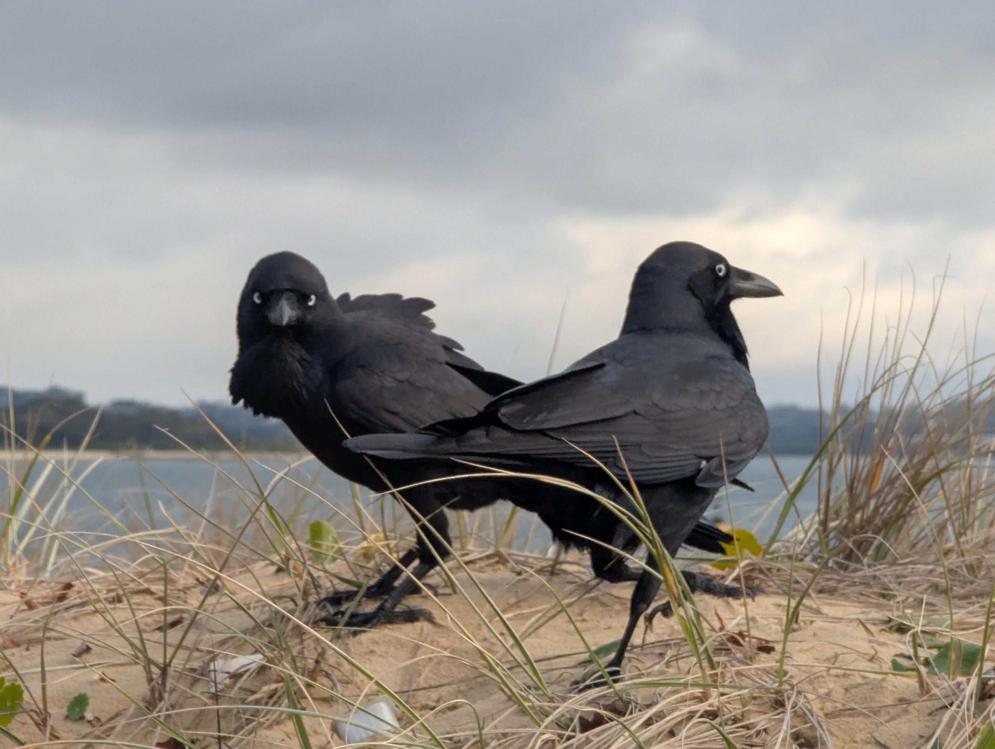 Two black corvids on a sandbank one walking away the other looking straight into my camera