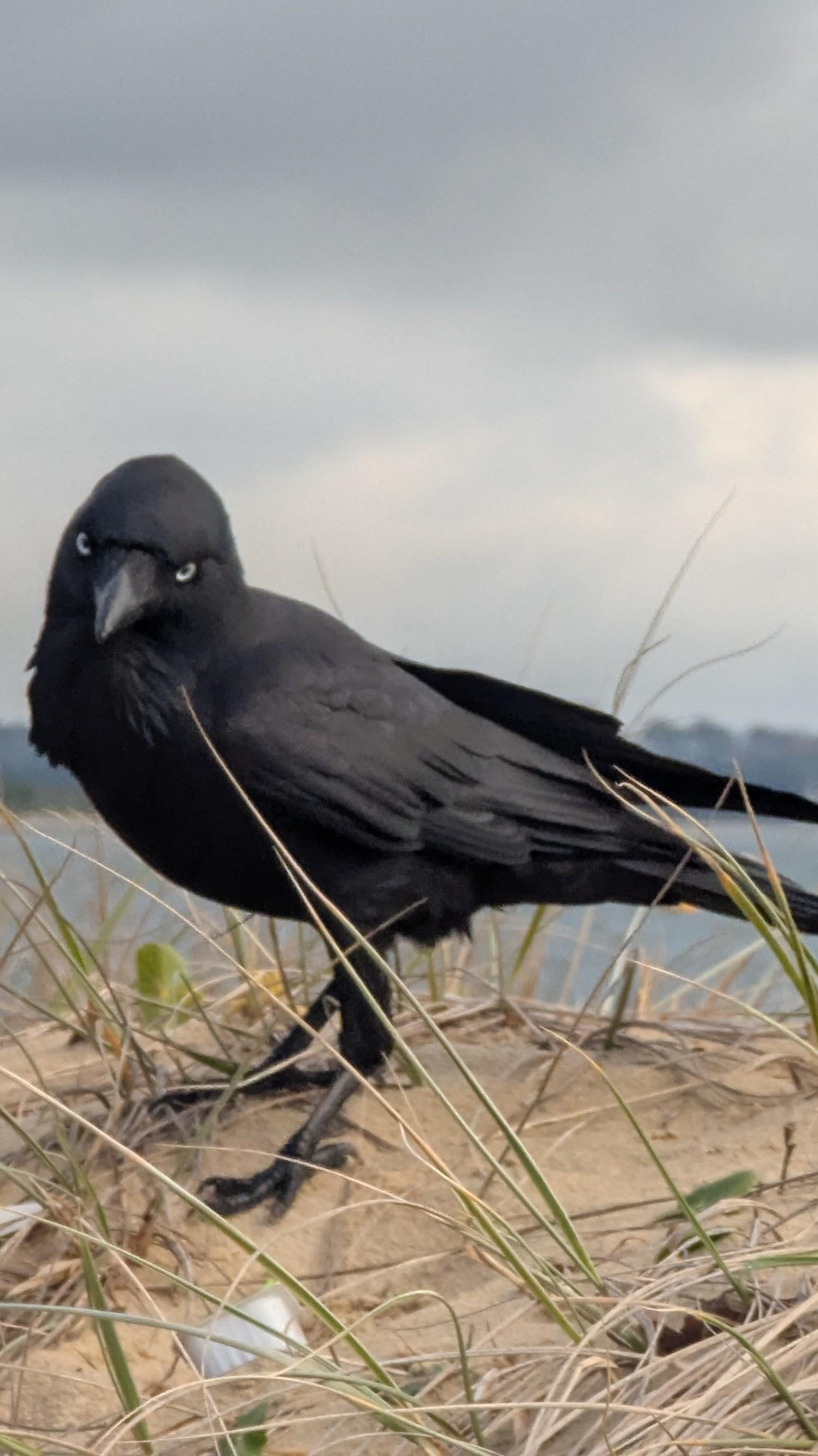 Black corvid on a sand dune looking at me with its really bright eyes