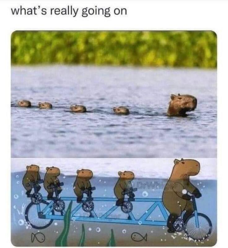 Internet meme contrasting a photo of swimming capybaras with a revealing illustration.The top panel shows a family line of capybaras swimming. The bottom panel uncovers capybaras are actually riding underwater bicycles which explains their aligned swimming formation.