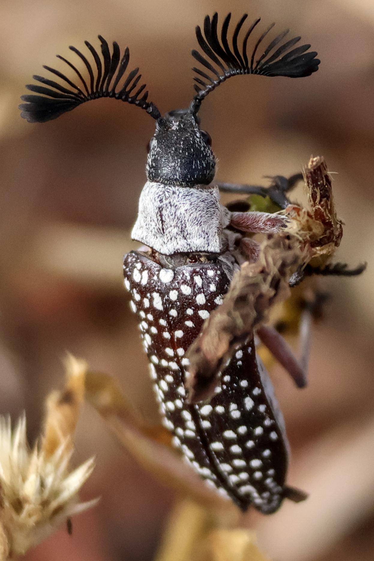 Colour photo of beetle Rhipicera mystacina, with branched antennae.