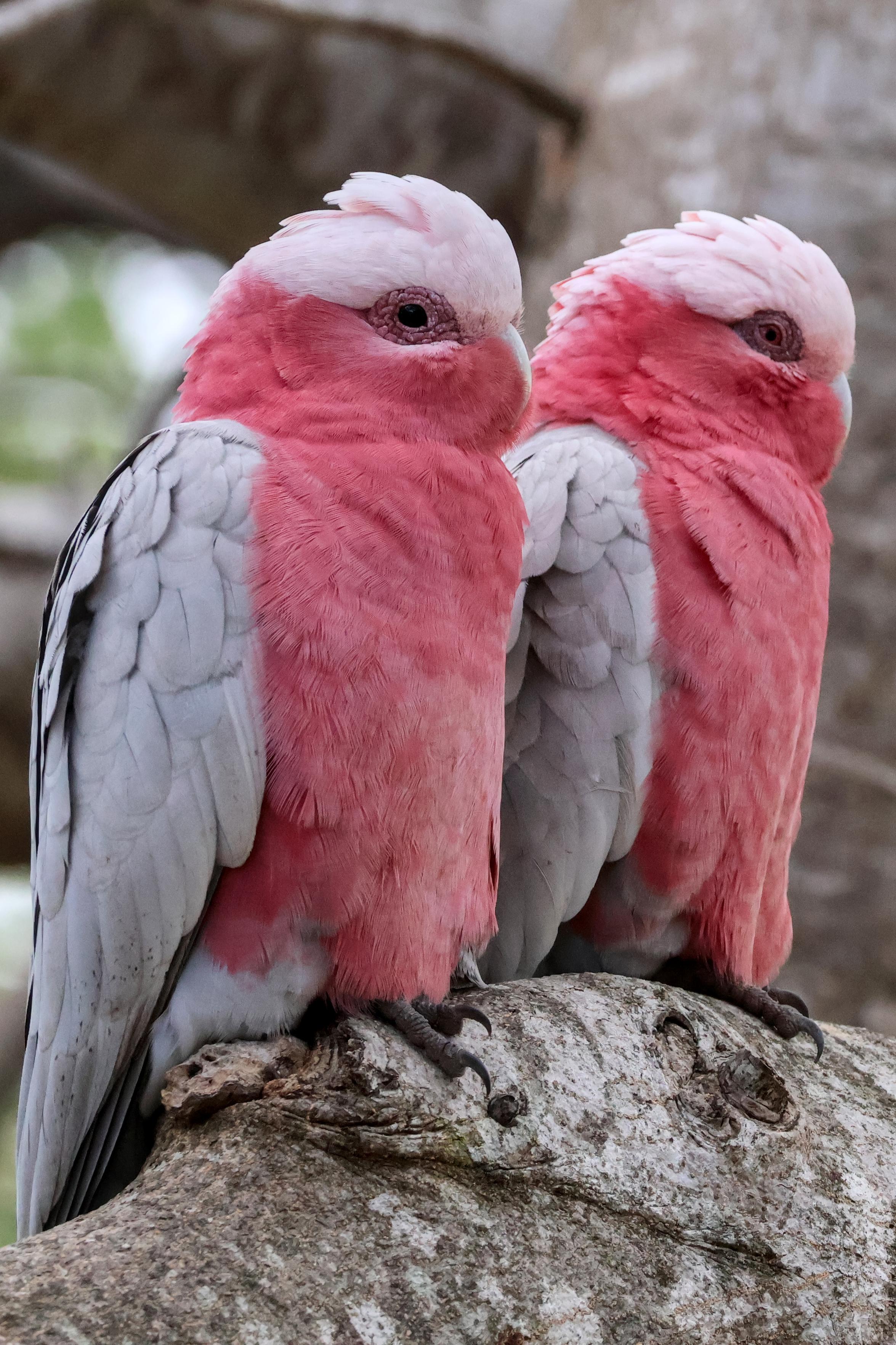 Two young Galahs (parrots).
