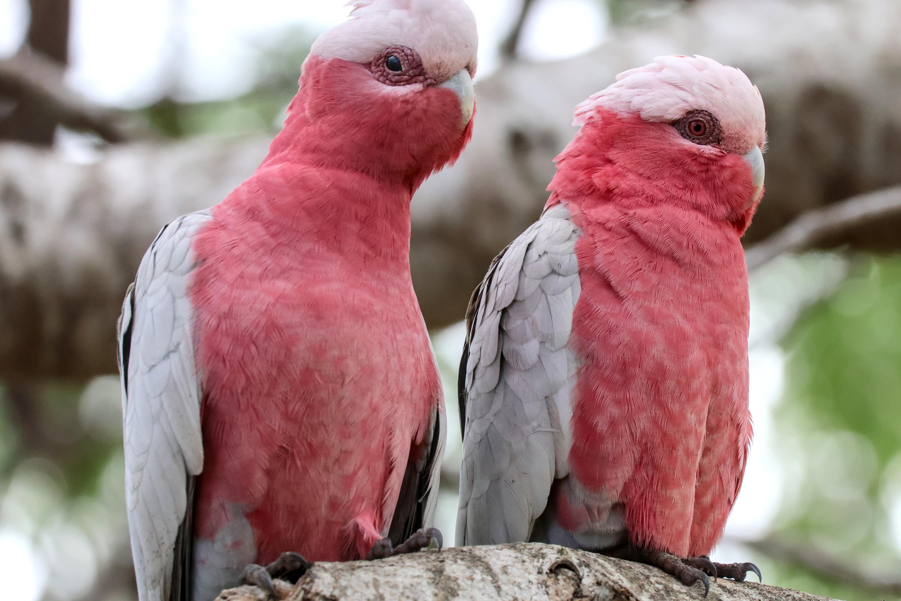 Two young Galahs