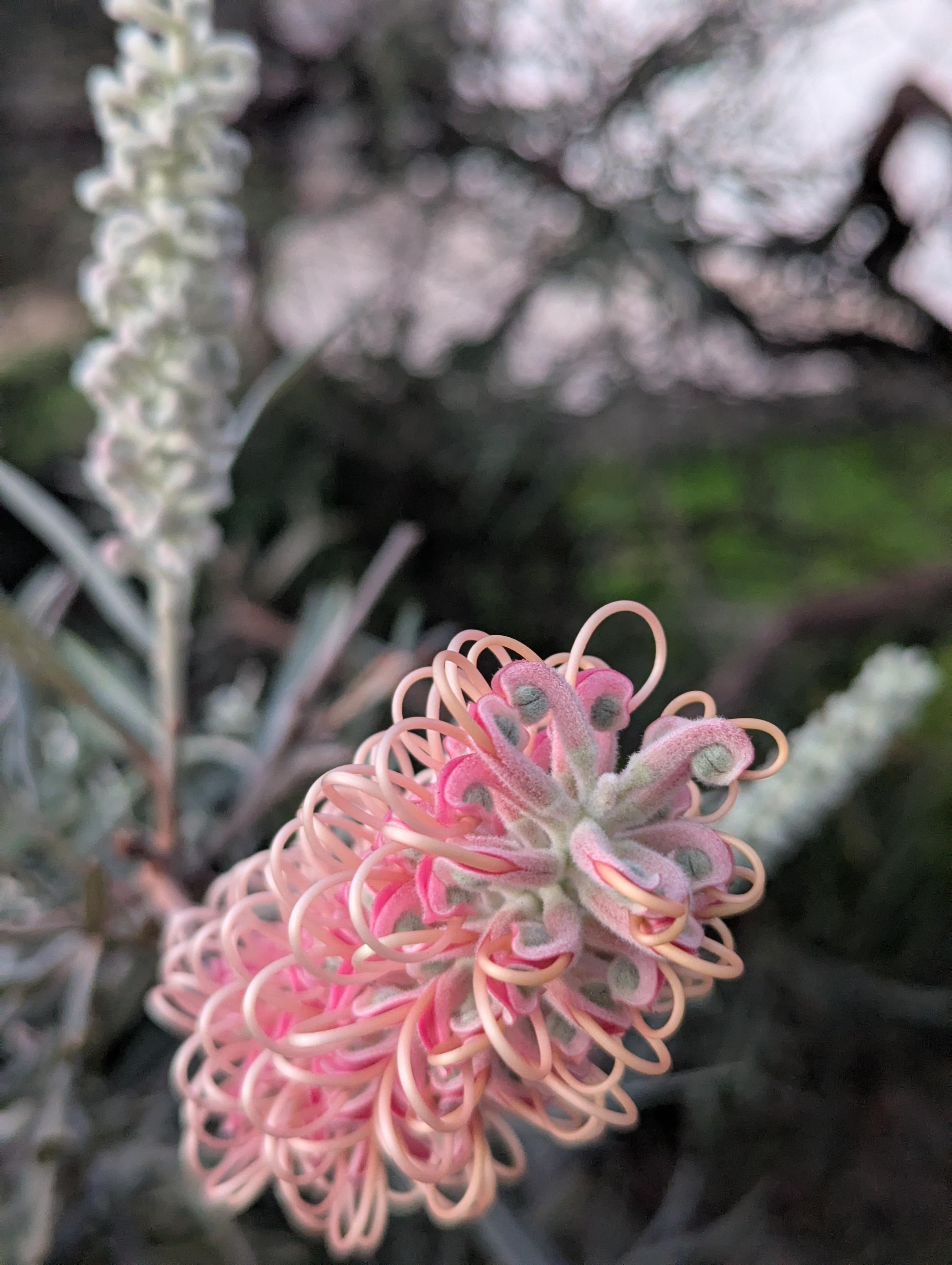 A blooming pink grevillea flower stem