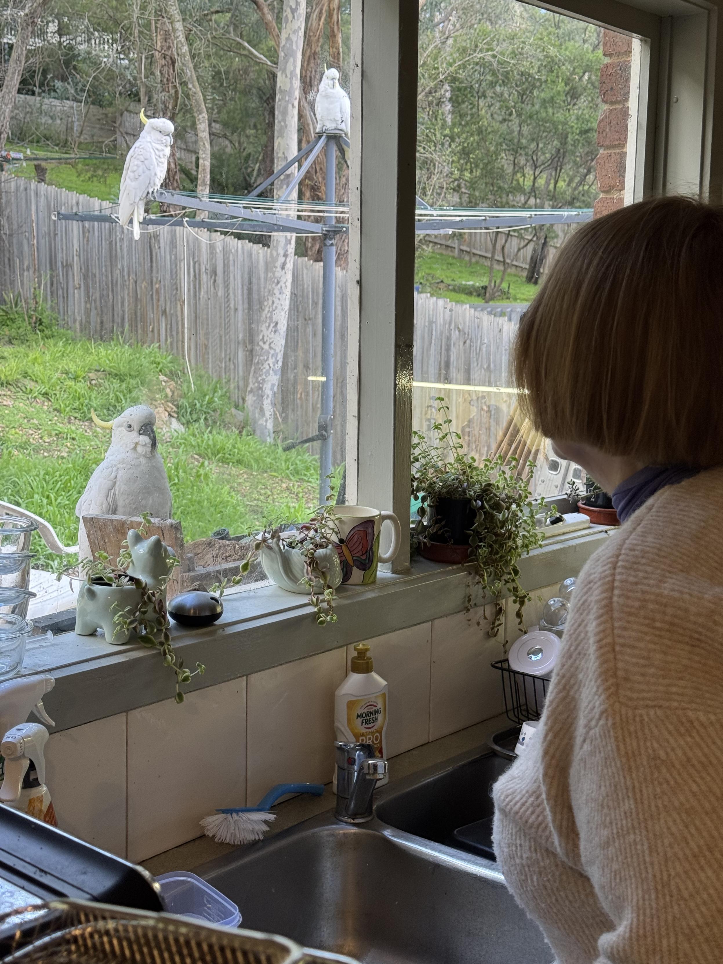 Woman looking out of kitchen window at three sulphur crested cockatoos, one is very close to window and two others are purchasing on clothes hoist in garden. Cockatoos are white.