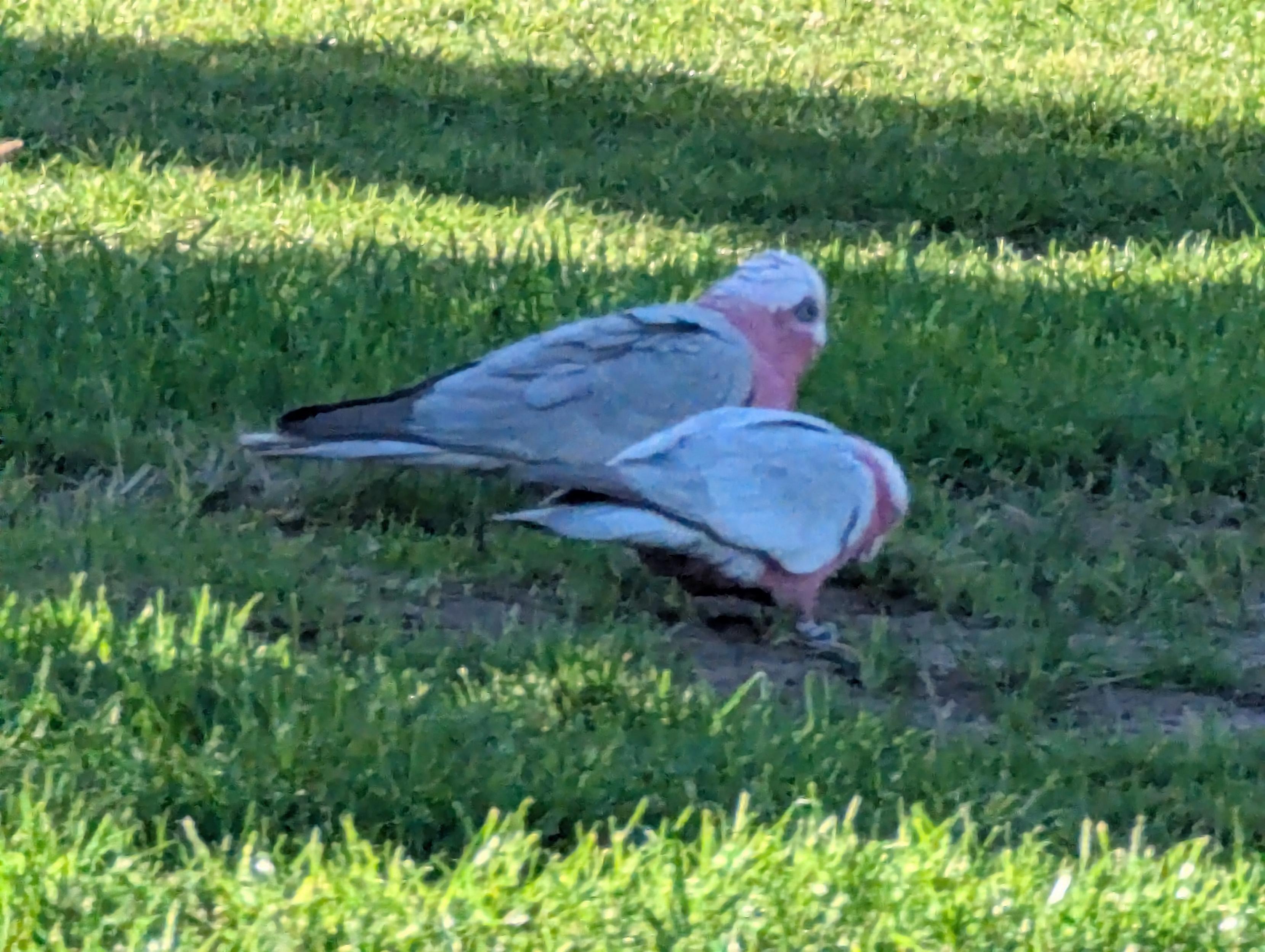 Two galahs grazing a green lawn