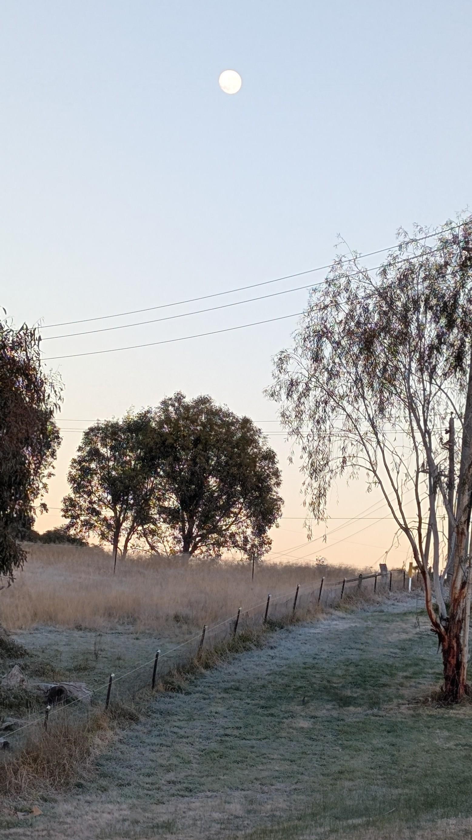 A frost covered grass track with a wire fence on one side and a few small gum trees. An almost full moon is in a clear sky.