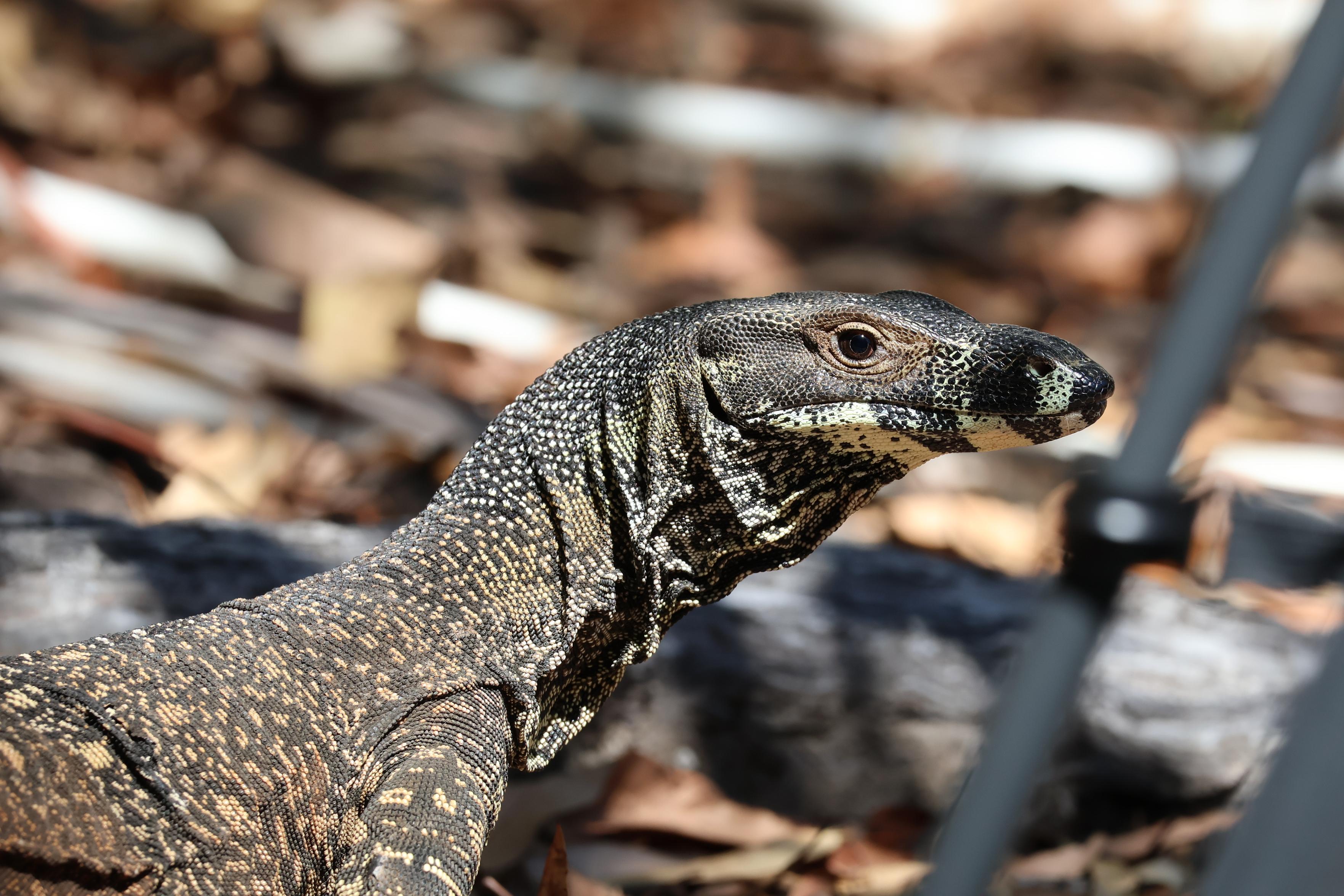 Lace Monitor Varanus varius