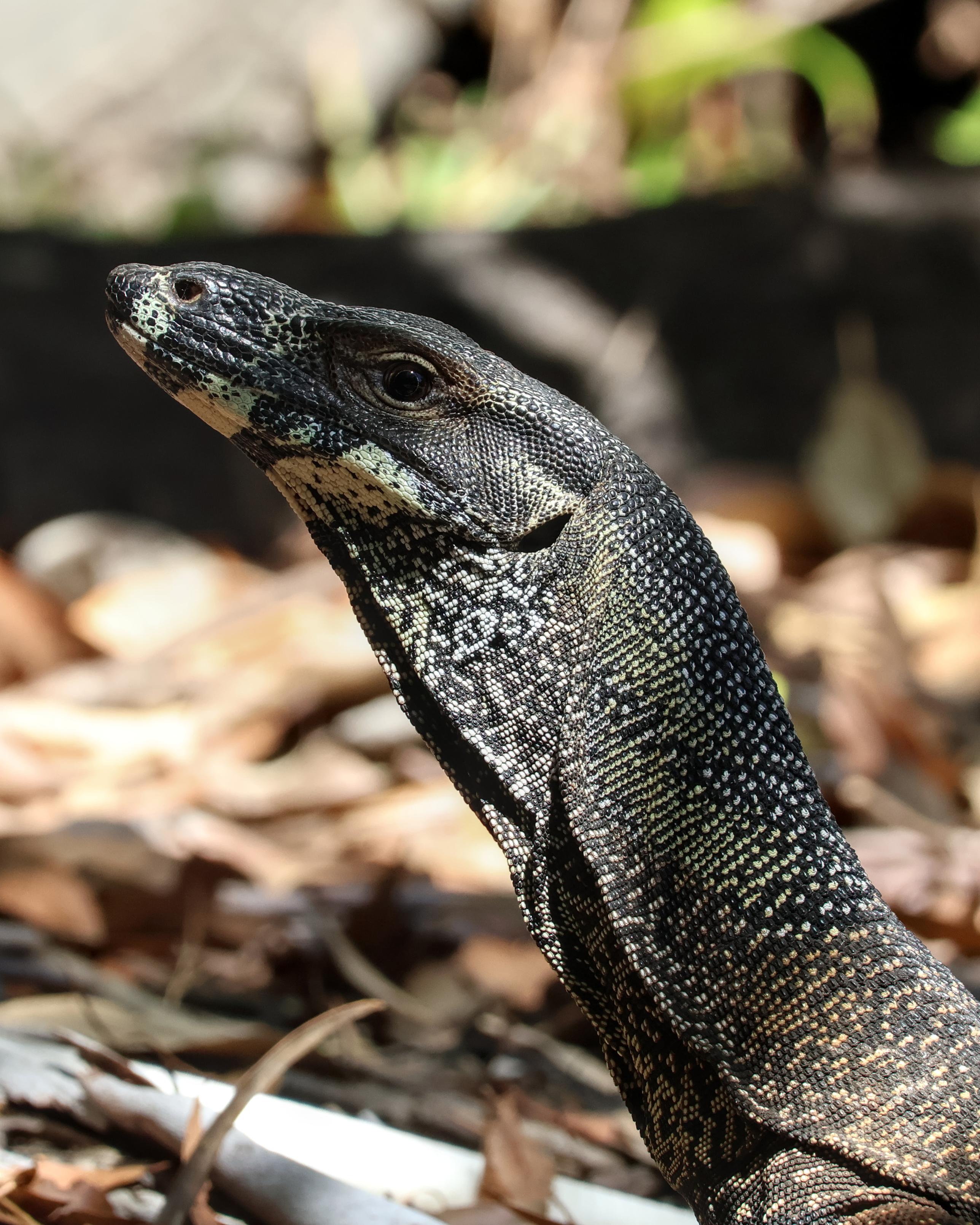 Lace Monitor Varanus varius