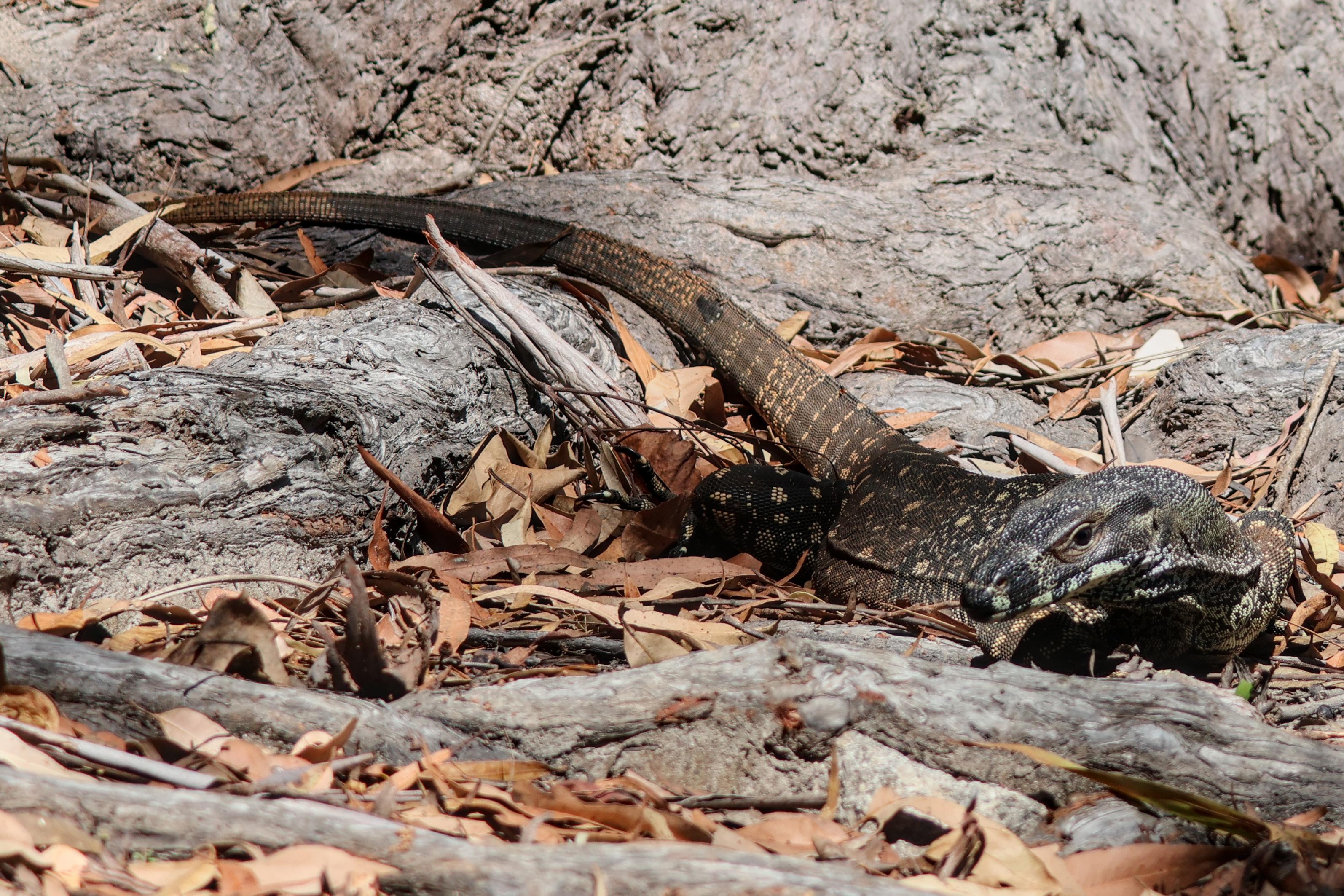 Lace Monitor Varanus varius