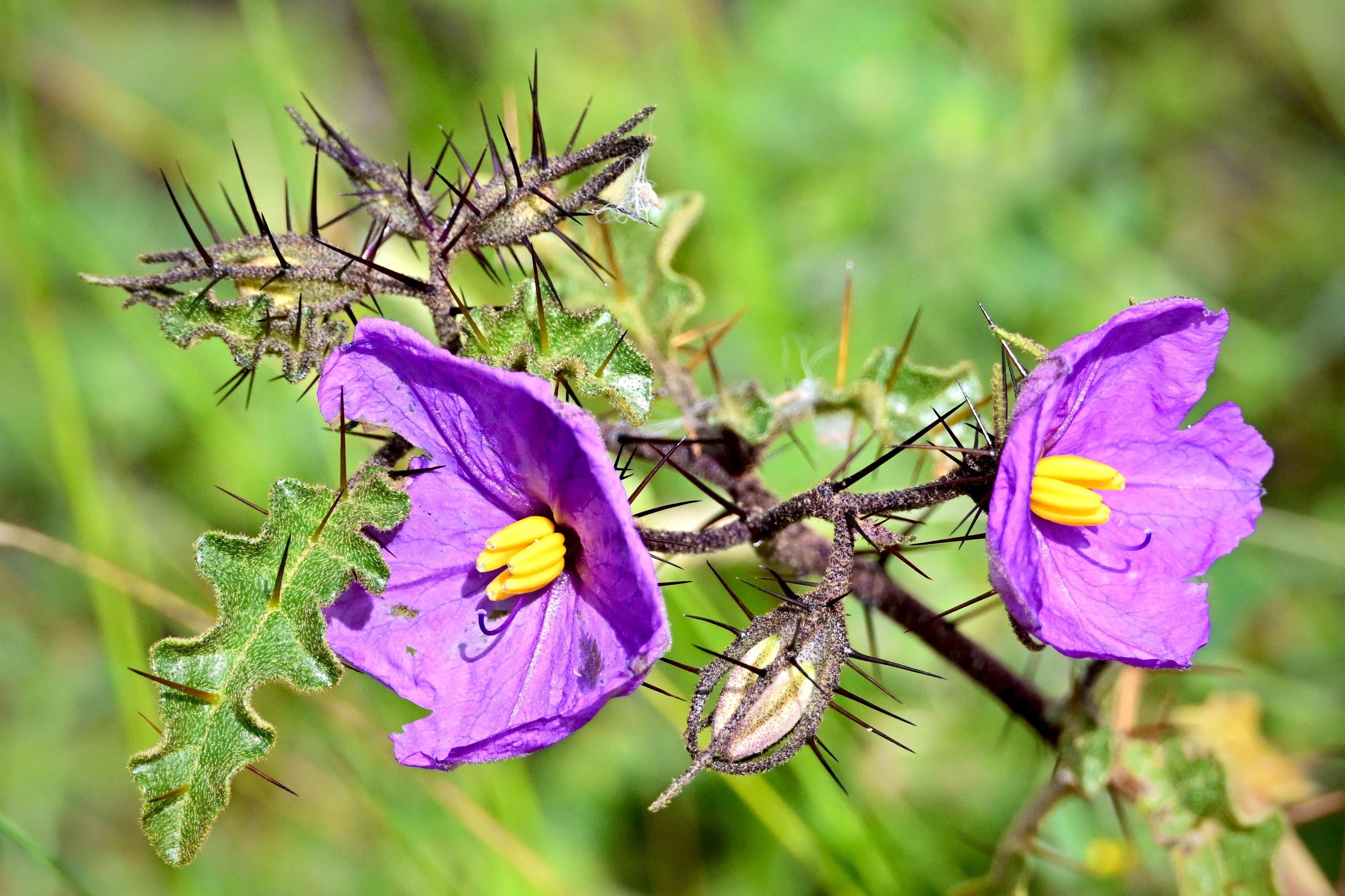 Two open blooms on a stem armoured with black spines, the petals a deep violet against bright yellow stamens. The plant is a solanum of some kind, the thorns on the stems and leaves making it conspicuously hostile up close. A small insect is tucked inside the left flower. Background grass has gone soft, keeping all the focus on the spines and colour.