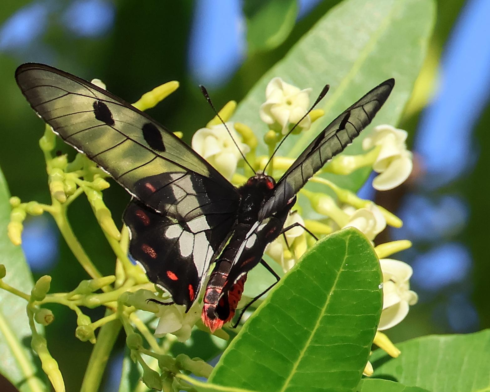 Cressida cressida, the clearwing swallowtail or big greasy.