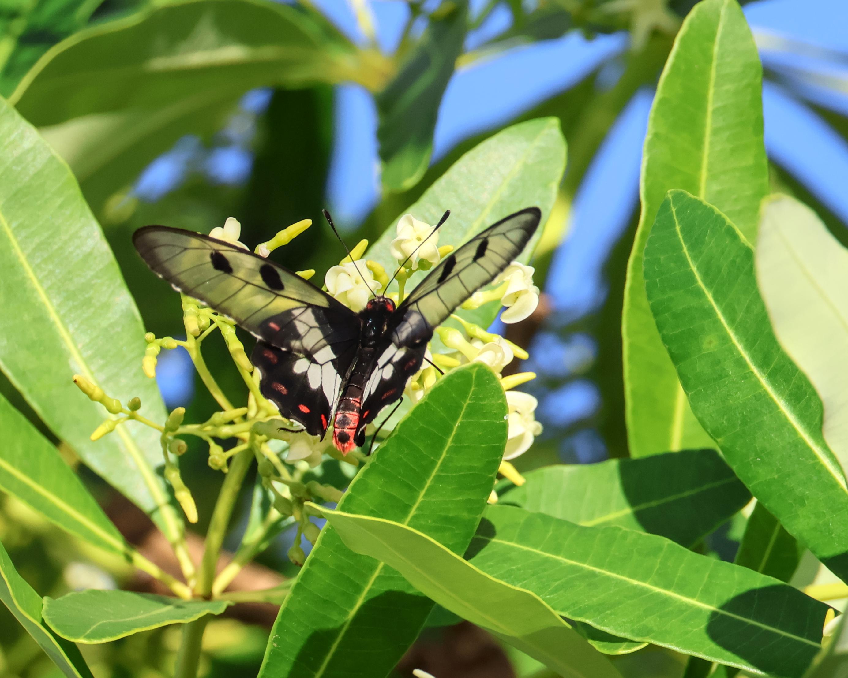 Cressida cressida, the clearwing swallowtail or big greasy.