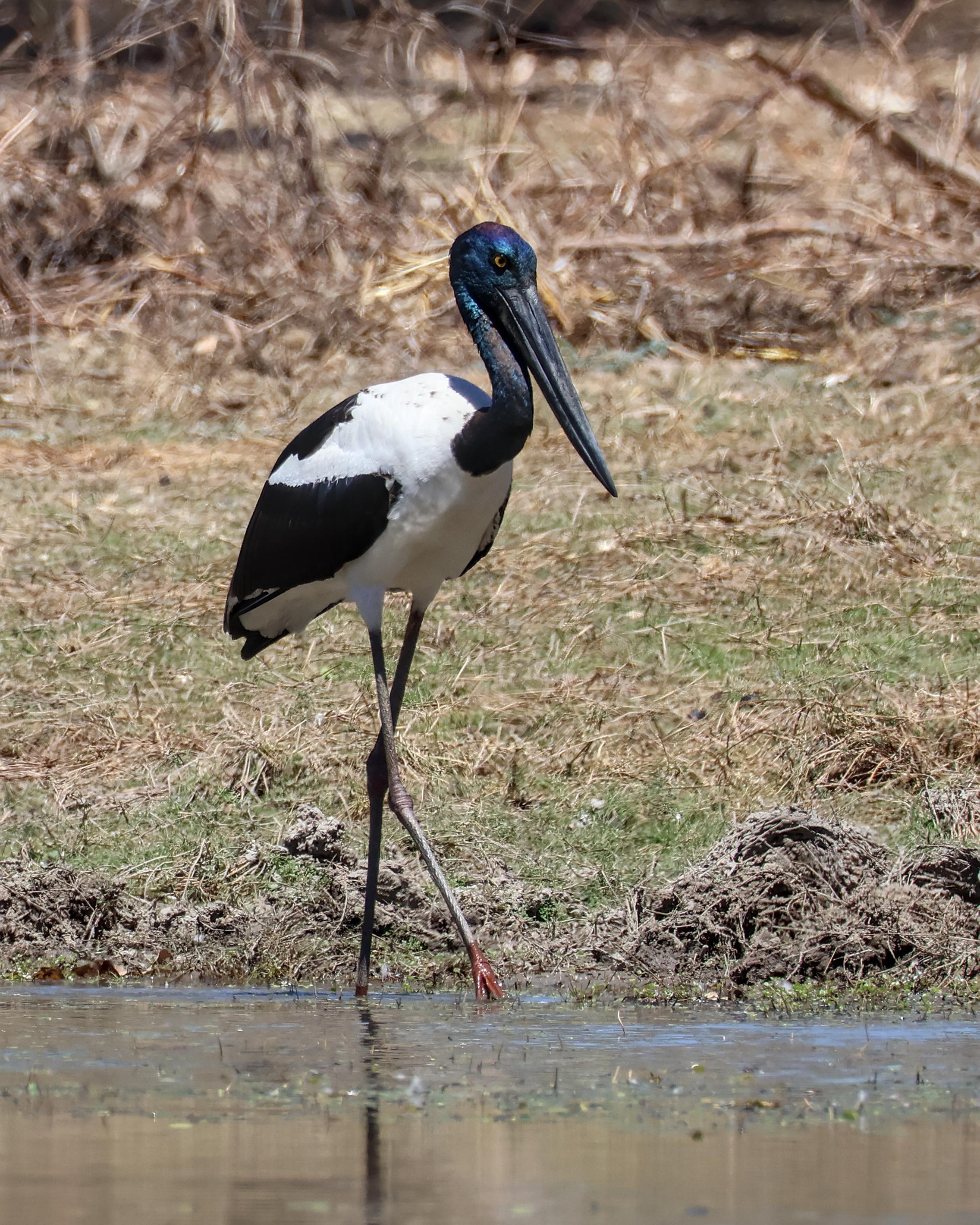 Black-necked Stork Ephippiorhynchus asiaticus