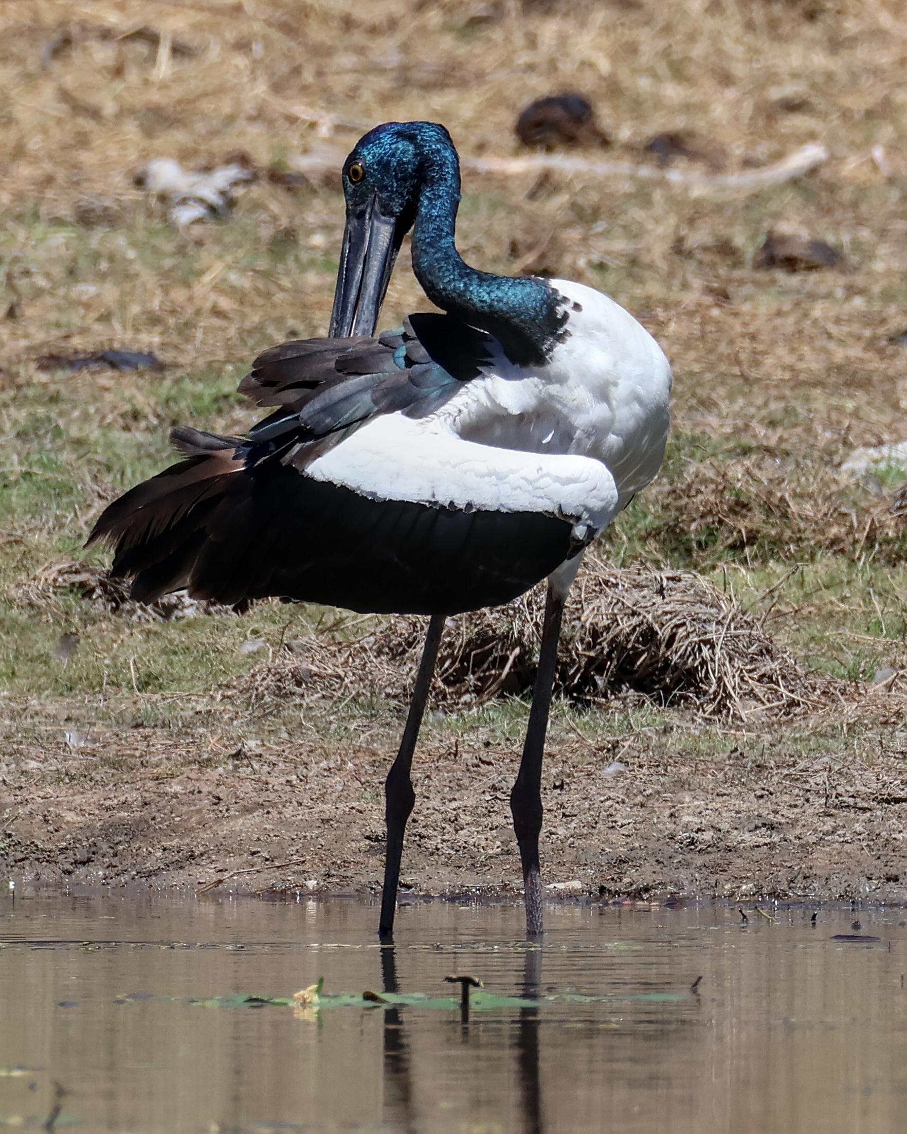Black-necked Stork Ephippiorhynchus asiaticus