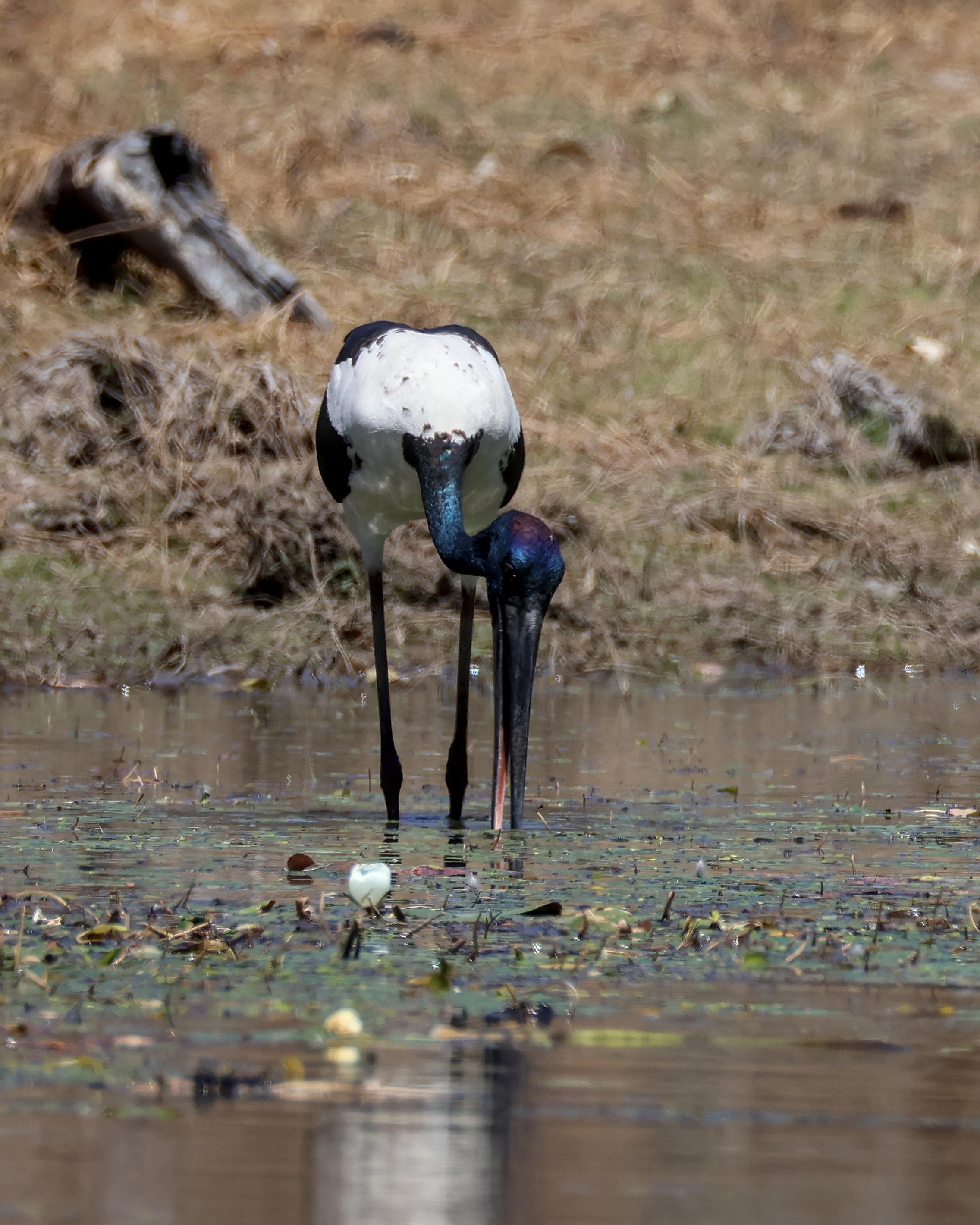 Black-necked Stork Ephippiorhynchus asiaticus